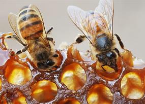 Bee gold: Honey as a superfood