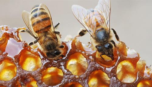 Close-up photo of two bees eating honey from a comb