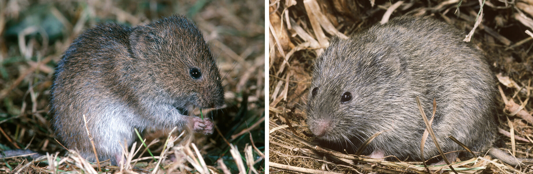 Side-by-side photographs of a meadow vole and a prairie vole.