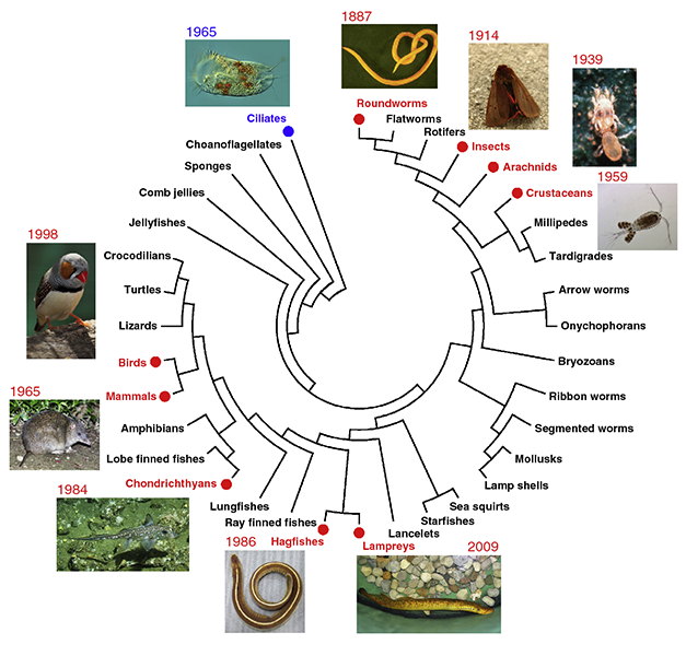 A chart shows a circular evolutionary tree with common names for many animal groups noted. There are small photos of creatures where DNA loss has been documented.