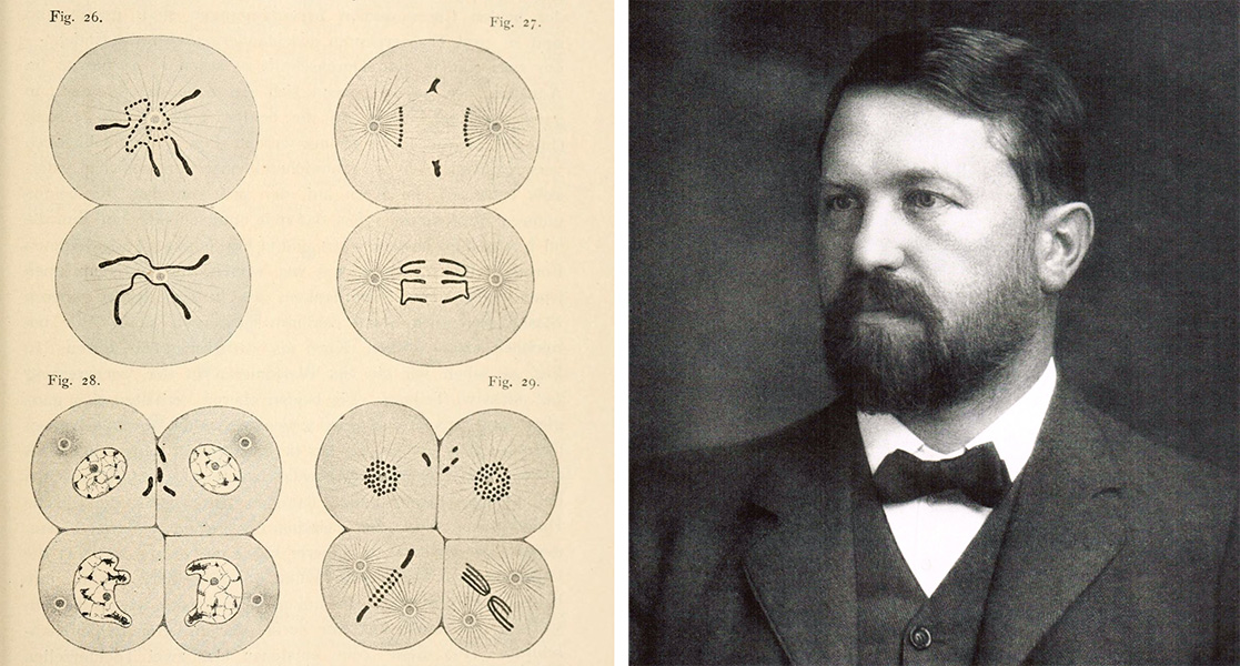 On the right is an old head-and-shoulders photograph of a man with dark hair and beard; he is wearing a bow tie and white shirt. On the left is a sketch of cells with blobby chromosomes and spindle fibers drawn in them. The top two image show two cells that have just divided. The bottom two sketches show a four-cell embryo.