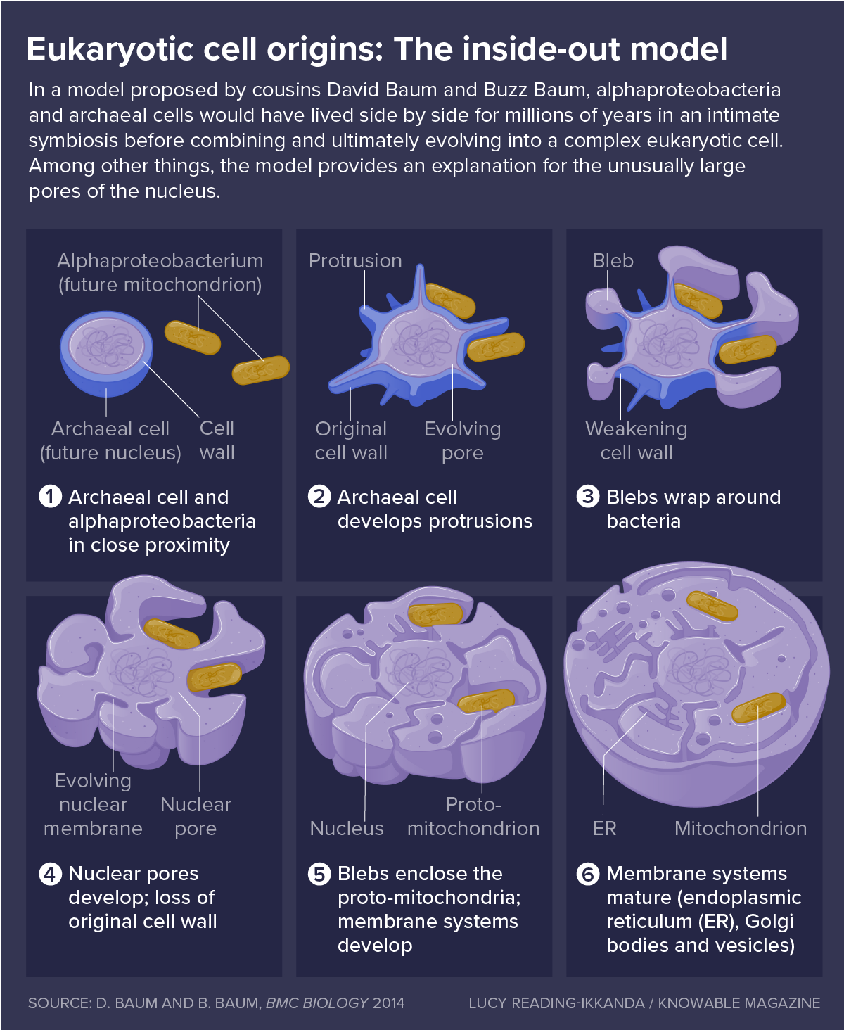 A graphic walks us through the steps of the inside-out model for the evolution of cellular organelles, as conceived by the Baums.