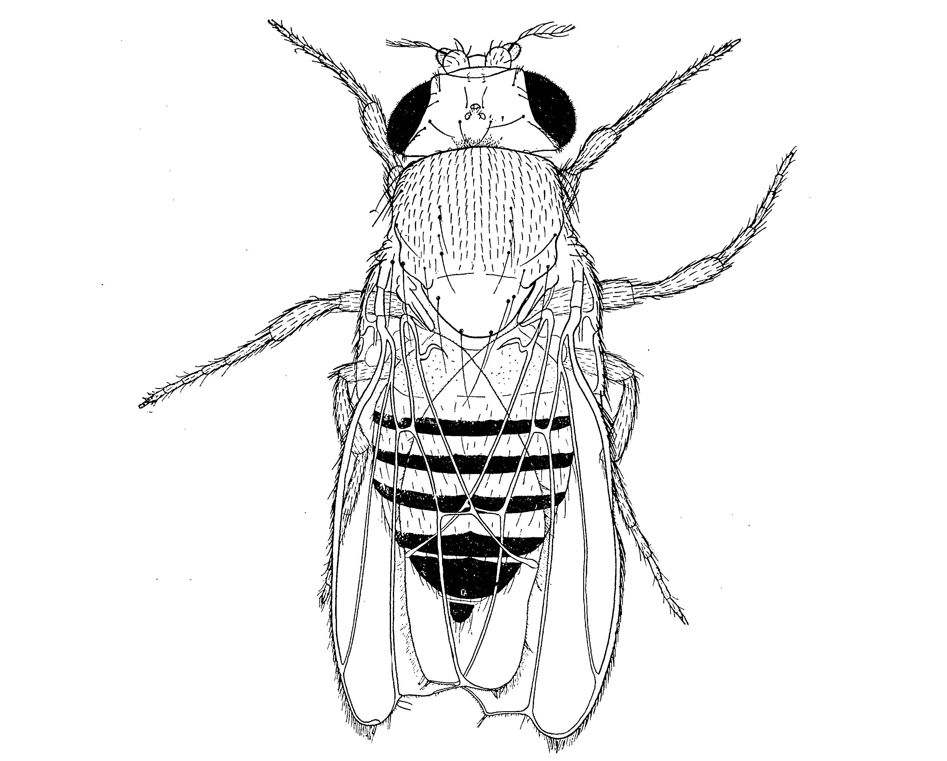 A sketch of a fly with notches in wings