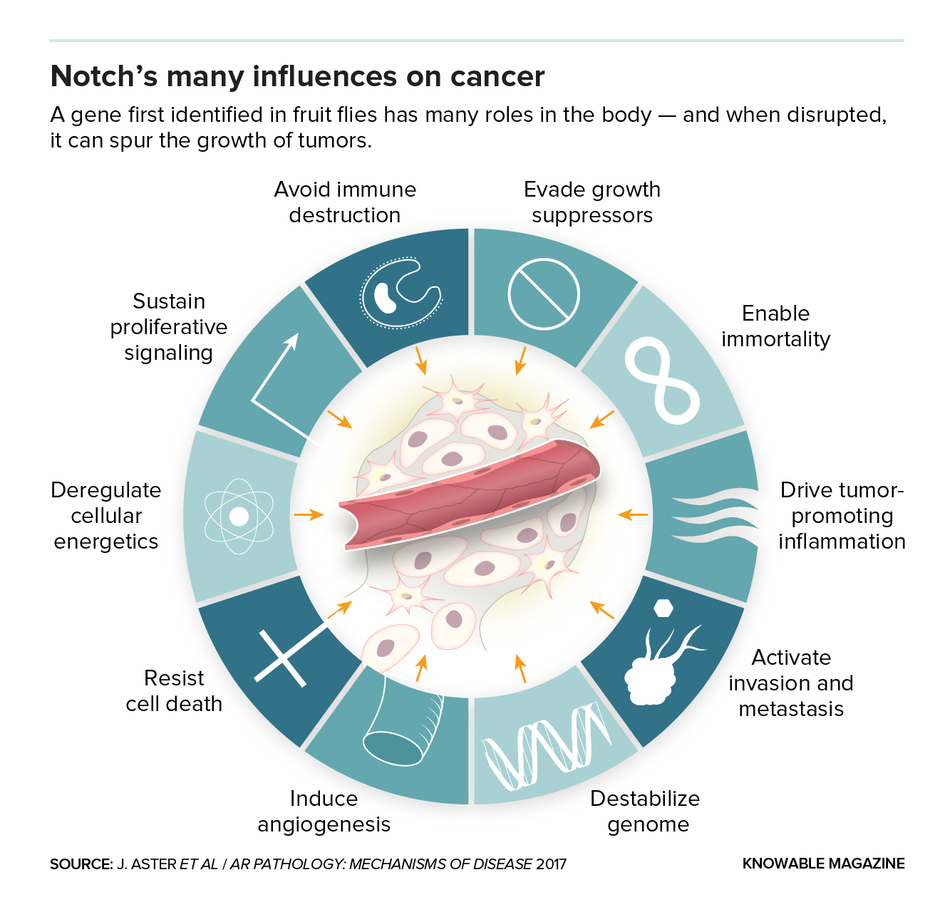 Notch's many influences on cancer - illustration
