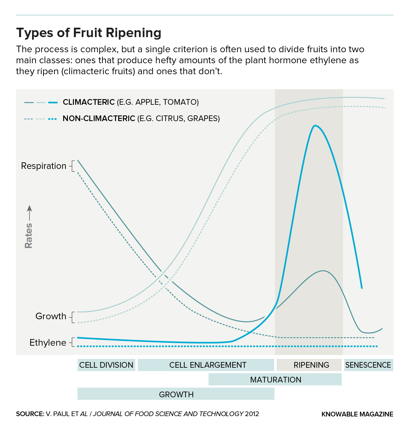 graphic showing two classes of fruit as regards ripening