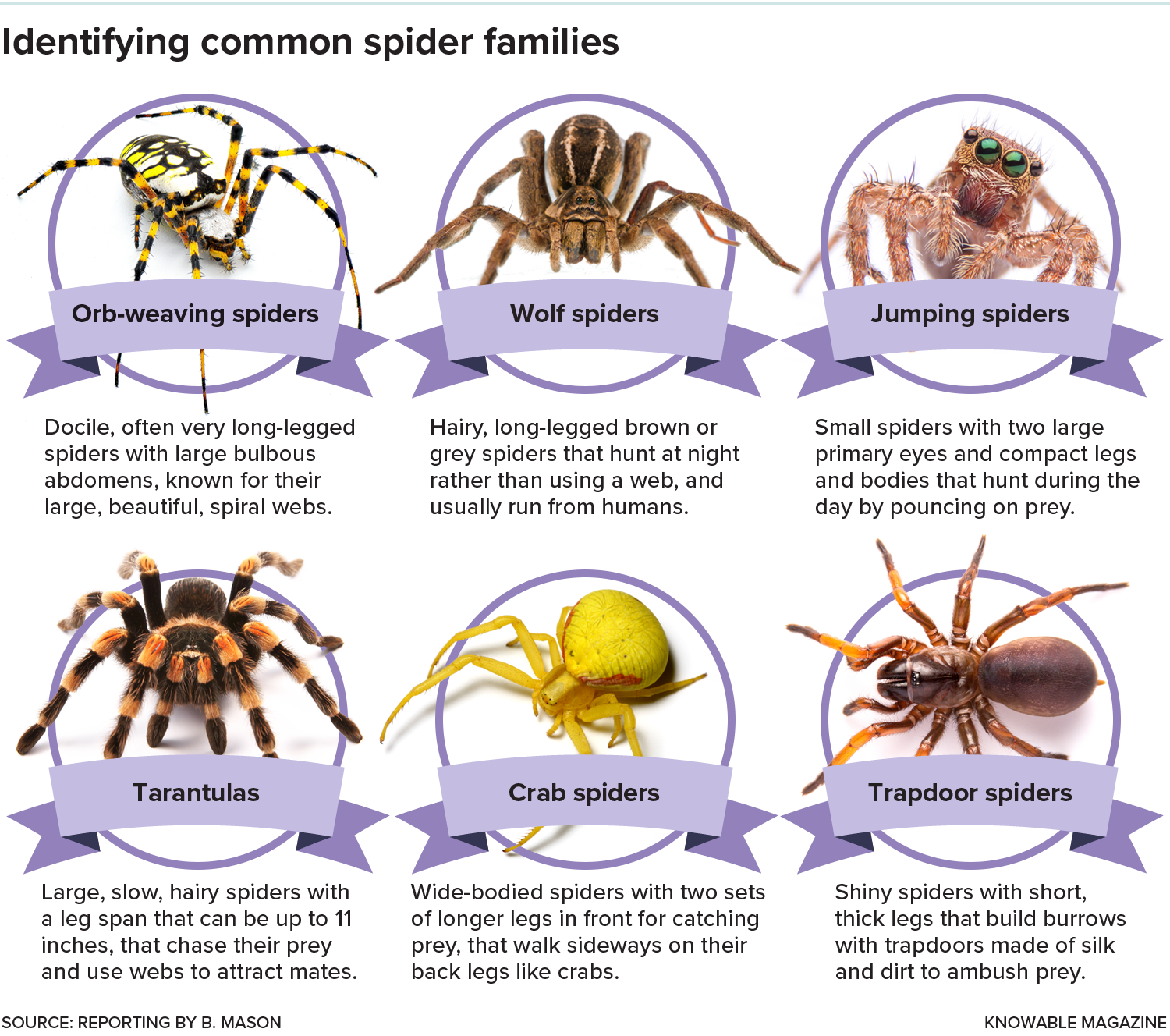 Short summaries of six spider families, each with a representative photo
