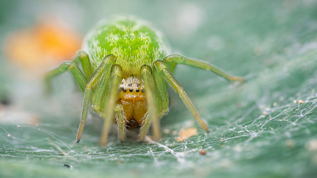 A green spider with a shiny, large abdomen and small head perched on a leaf.