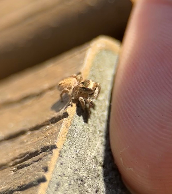 A very small jumping spider stands on the edge of a board near the tip of a human finger.