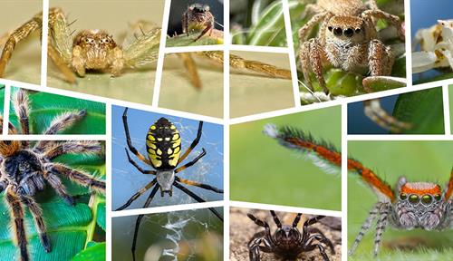 A collage of 11 spiders of different colors, sizes and hairy-ness.