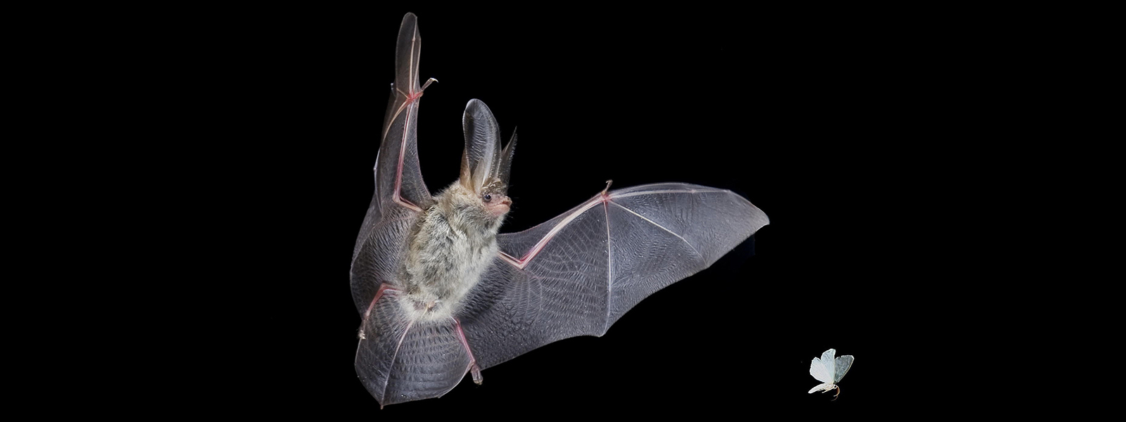 Prey tell: How moths elude bats