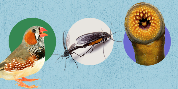 An artistic display of five creatures: zebra finch, fungus gnat, sea lamprey, roundworm and bandicoot.