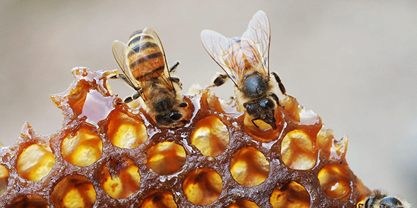 Close-up photo of two bees eating honey from a comb