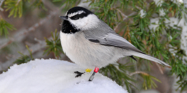 Photo of a mountain chickadee