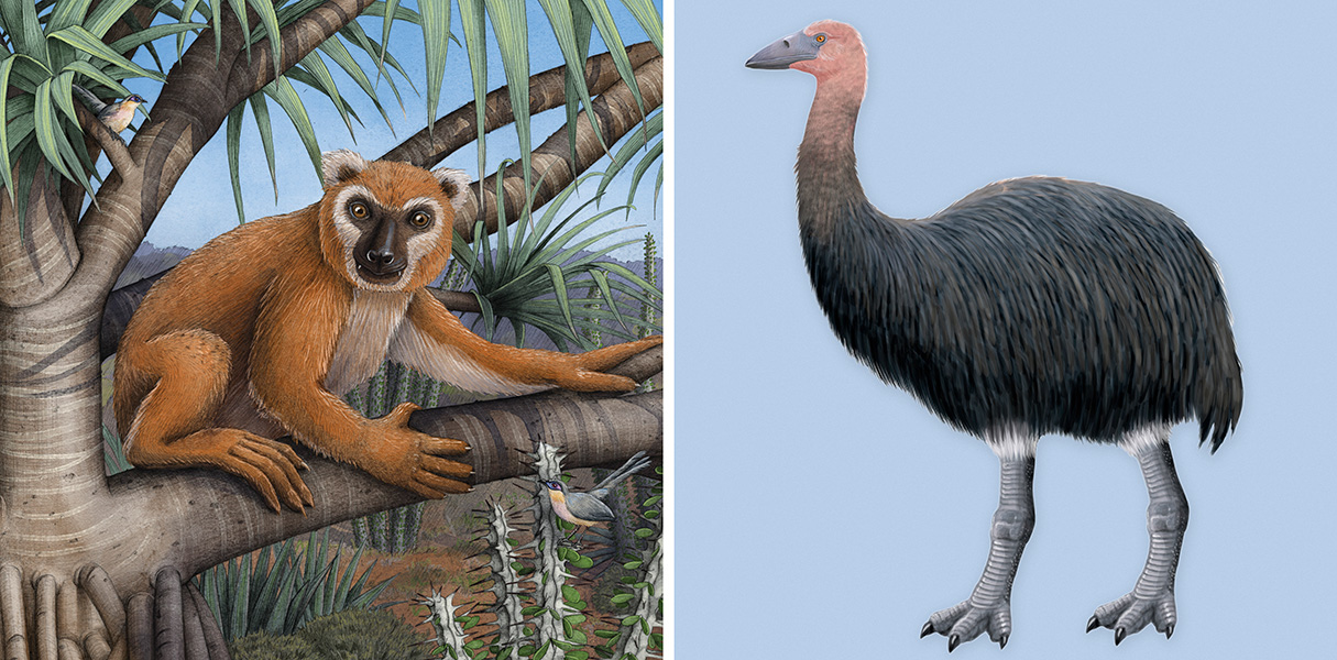 Illustrations of two extinct Madagascar species — koala lemur on the left and an elephant bird on the right.
