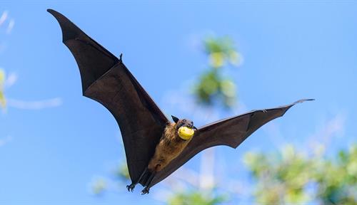Photograph of a bat flying through the air with a large fruit in its mouth.
