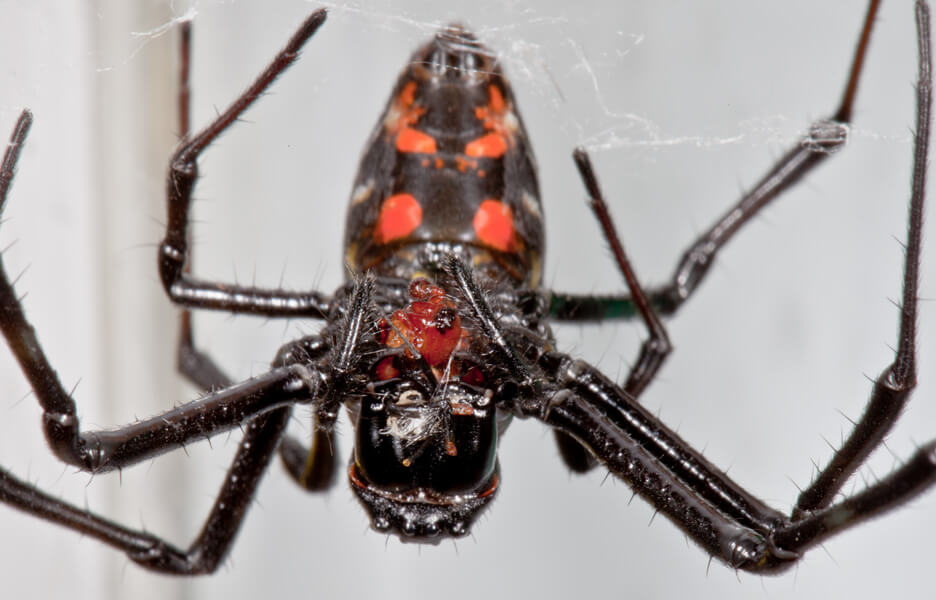 Photograph of a large female black spider with red spots consuming the tiny male.