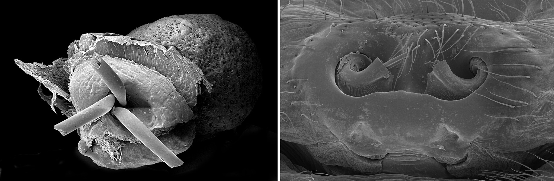 Two scanning electron micrographs of copulatory openings. The image on the left shows one opening plugged with three broken-off appendages. The image on the right shows two curved copulatory openings with many thin filaments protruding from them.