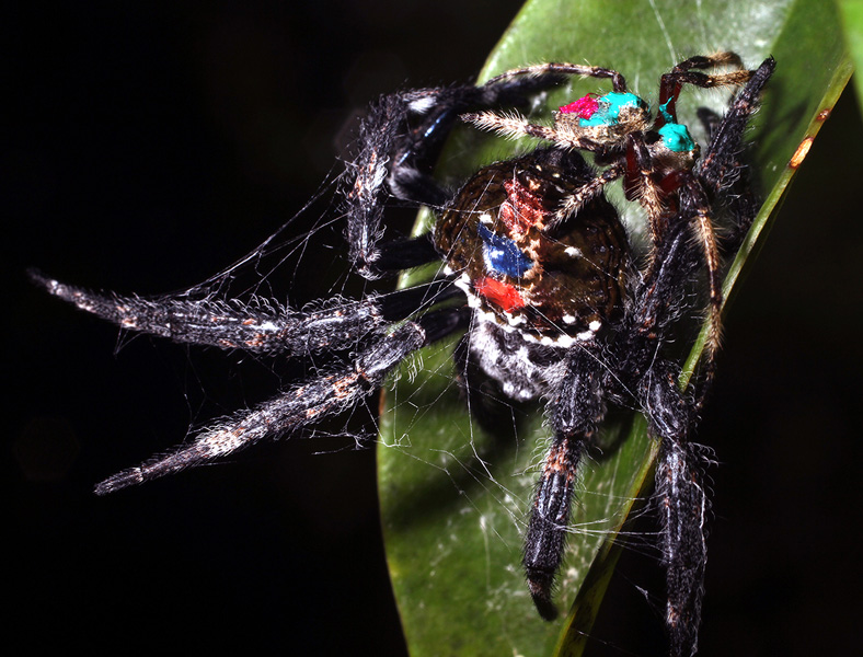 Photograph of a dark female spider that has been bound in silk by the smaller male.