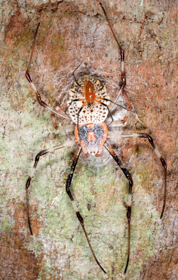 Photograph of a female spider viewed from above. She has an orange and black head-thorax structure, and a white-and-black speckled abdomen. A small orange-black male is perched on the back of her abdomen.