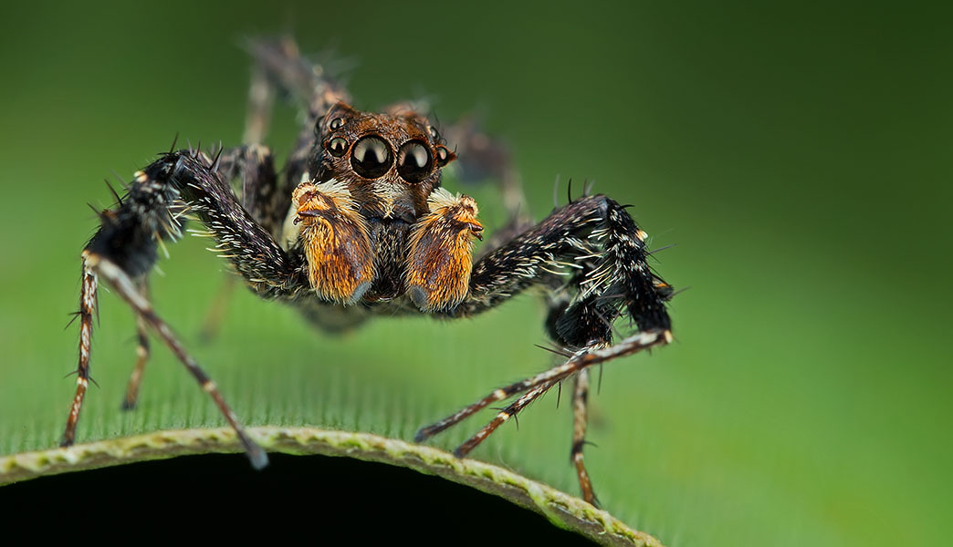 Fun Fact: Jumping Spiders don't actually wear water droplets in the wild.  It all started with two photographers who put water drops on insects and  arachnids. : r/spiders