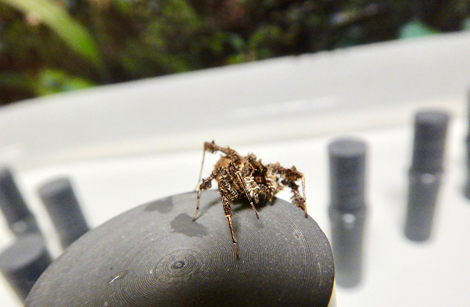 Photo shows a live spider standing on a tall tower. In the background, a tray of water dotted with shorter dowels form stepping posts for the spider to travel.