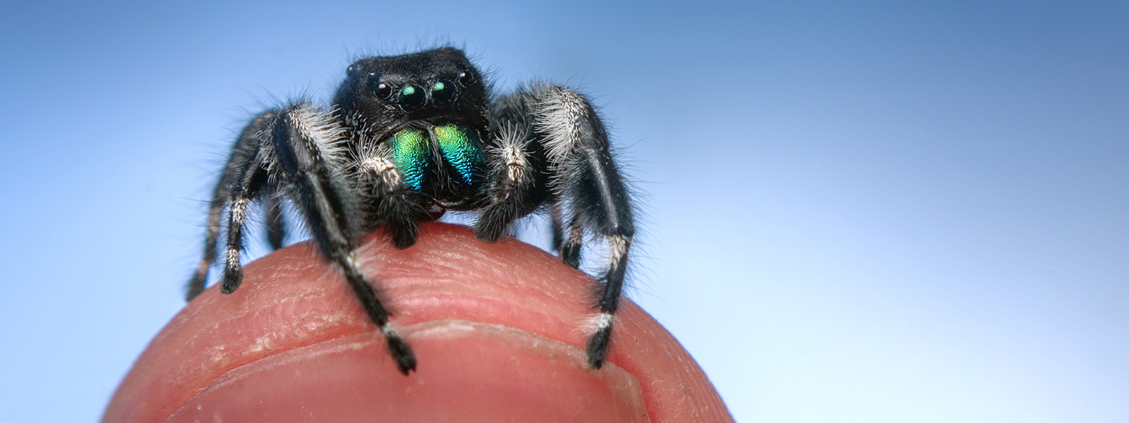 Jumping Spiders: The dog Like Arachnid Becoming a Popular pet