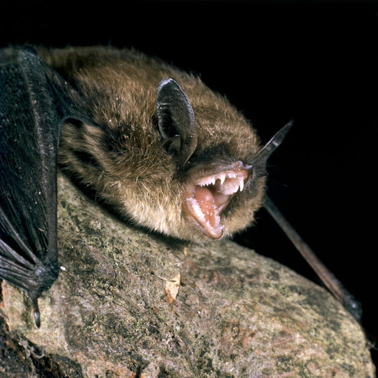 Photograph of the Brandt’s bat (Myotis brandtii). One wild-living bat of this species was tagged in the early 1960s and re-caught 41 years later. 