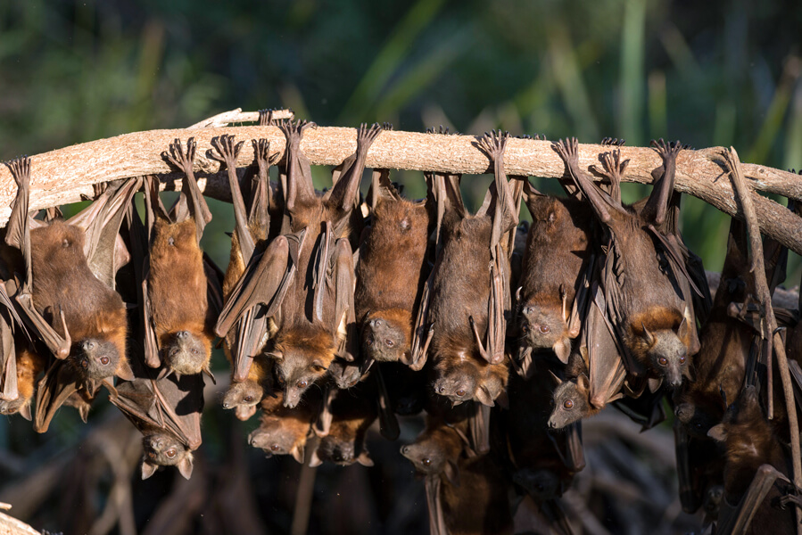 Photograph of little red flying foxes (Pteropus scapulatus) roosting on a tree limb in Australia.