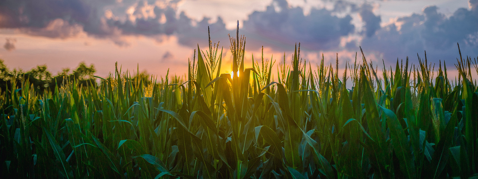 Photograph of cornfield with a stunning sunset in the background.