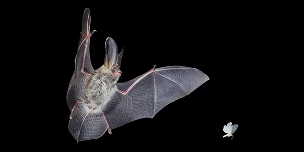 Photo shows a furry bat, caught mid-flap with wings wide, flying behind a small moth.