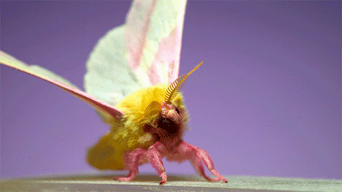 Short slow-motion video clip of a fuzzy, yellow-bodied, pink-legged moth with two-toned wings taking flight