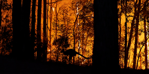 Photograph of a fire with silhouettes of trees and a kangaroo that is hopping to escape the inferno.