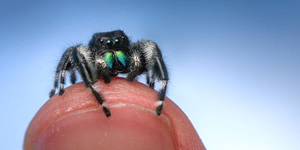 A close-up photo shows a small fuzzy spider looking out from atop a person’s fingertip. The spider is black with white spots and green pedipalps, and smaller than the width of the fingernail.