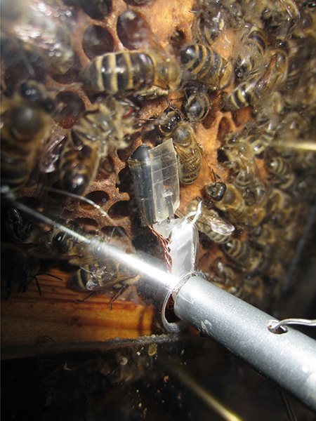 A honeybee hive filled with worker bees and behind plexiglass. At the center of the image is a robotic bee — a bee-sized object with a plastic “wing” attached by wires to a metal tube. 