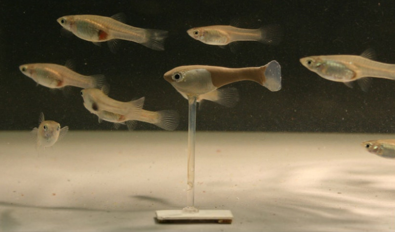 A robotic guppy on a pedestal is surrounded by real fish.