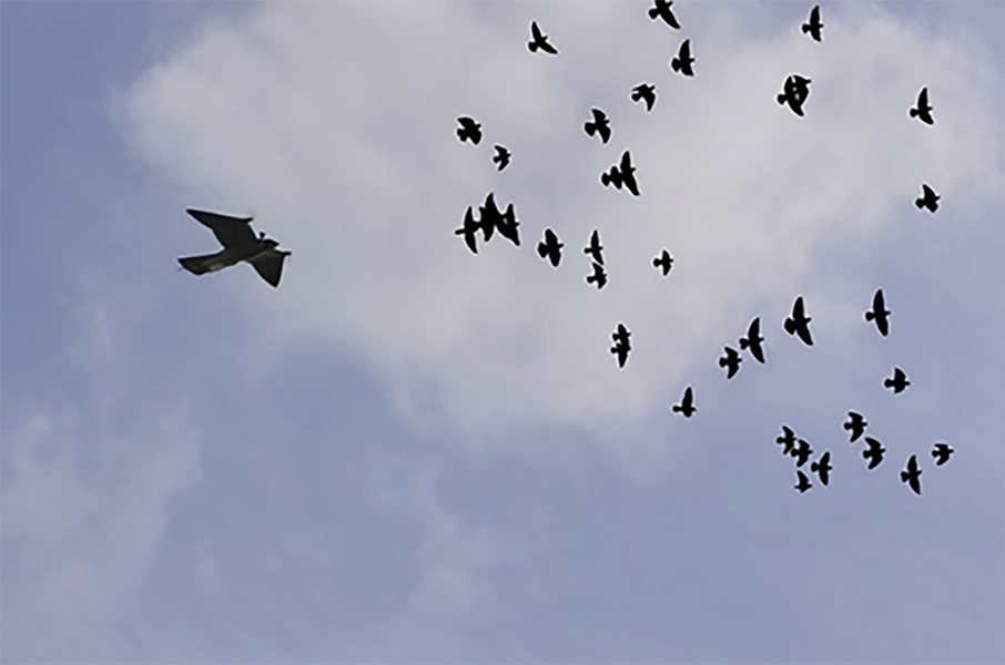 A flock of homing pigeons in the sky scatters as a robotic falcon flies near