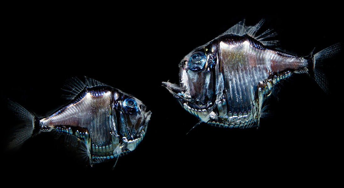Photo of two silvery hatchetfish in black waters