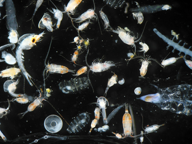 Many tiny, translucent swimming animals that vertically migrate, shown on a black background