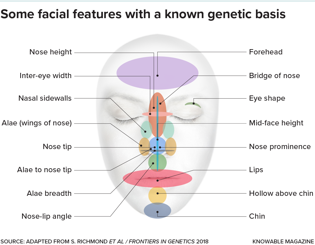 Graphic showing some aspects of face shape for which researchers have shown a genetic basis