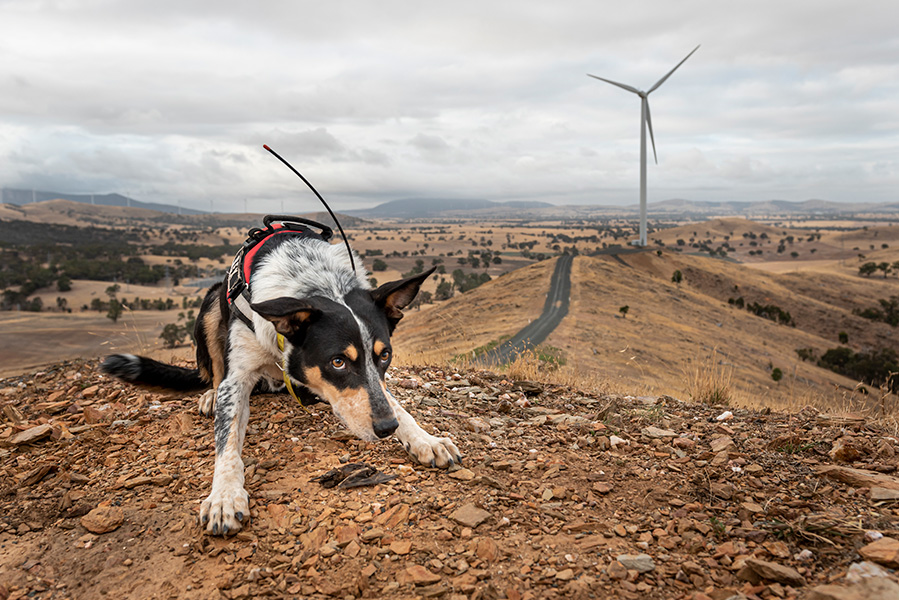Photograph of a dog crouched over a dead bat. A wind turbine and brown fields are in the background.