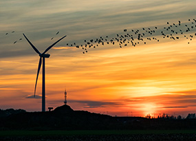 How wind turbines could coexist peacefully with bats and birds