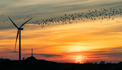 Photograph of a wind turbine at dusk, with a stream of birds flying by it.