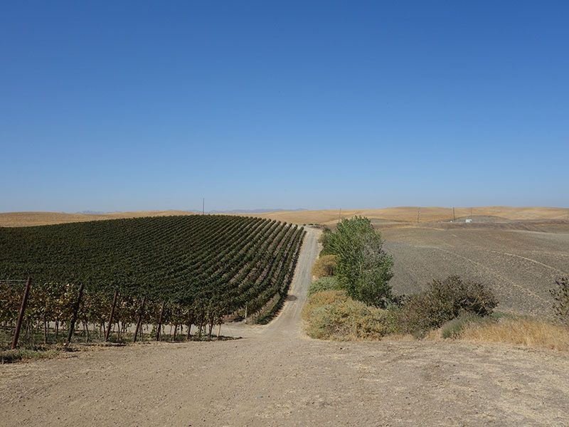 Rows of dark green shrubs line the left of a dusty, beige road. Overgrown, green bushes sit to the right with blue skies and tan hills in the background.