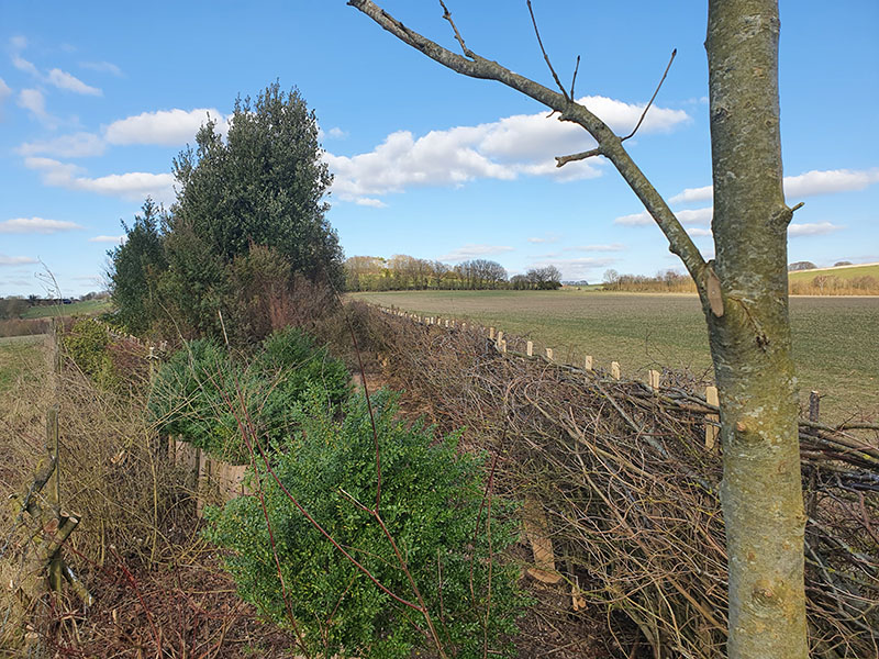 A tall green shrub stands behind shorter and brighter shrubs in a pile of branches. In the background is a field with sparse trees and blue skies.