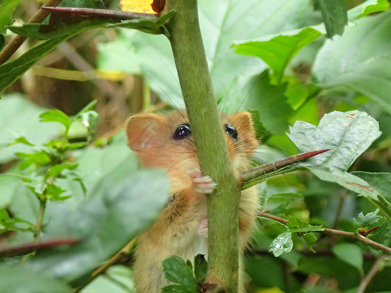 Green leaves surround a fuzzy, tan mouse as it clings to a thorny, green stem.