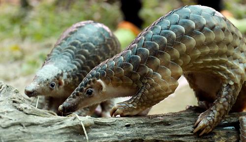 Photographs of two rescued pangolins on a log, near water.