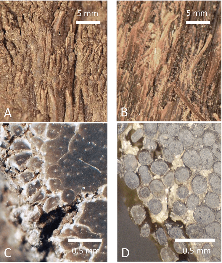 Panel of four images — the top two show a mesh of brown fibers, while the bottom two show those fibers sliced crosswise, so they look like a lot of circles.