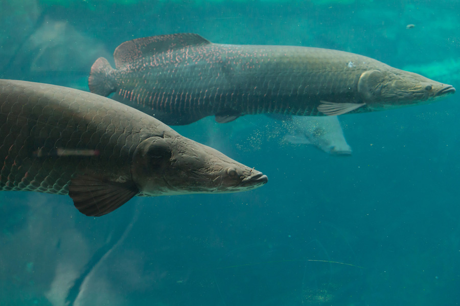Two large fishes swim in murky blue water.