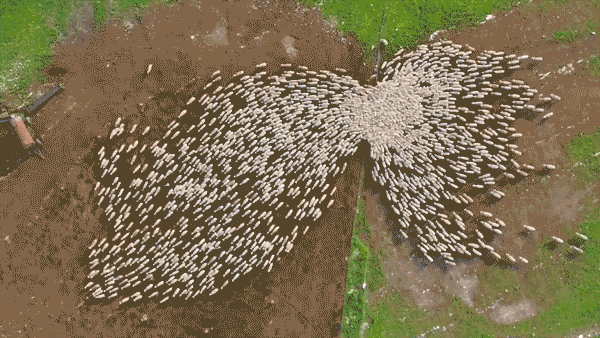 A short gif that looks like hundreds of white round things flowing through a bottleneck with a background of green and brown.