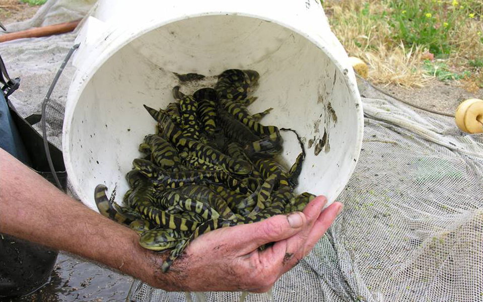 Photograph of a bucket containing lots of adult hybrid salamanders caught in California. After their tails were snipped to obtain DNA samples, they were released.